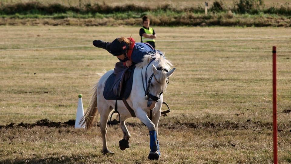 Welsh Pony (sec B) SKOVBJERGS BLAI - DM INDIV 2014 billede 11