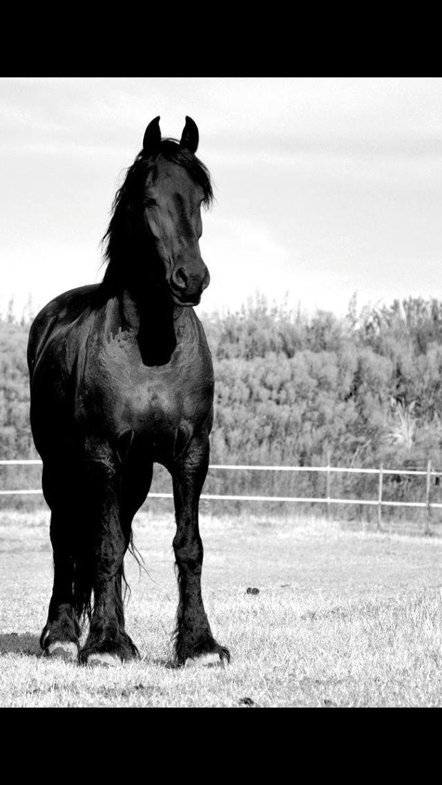 Frieser Rhiannon billede 10