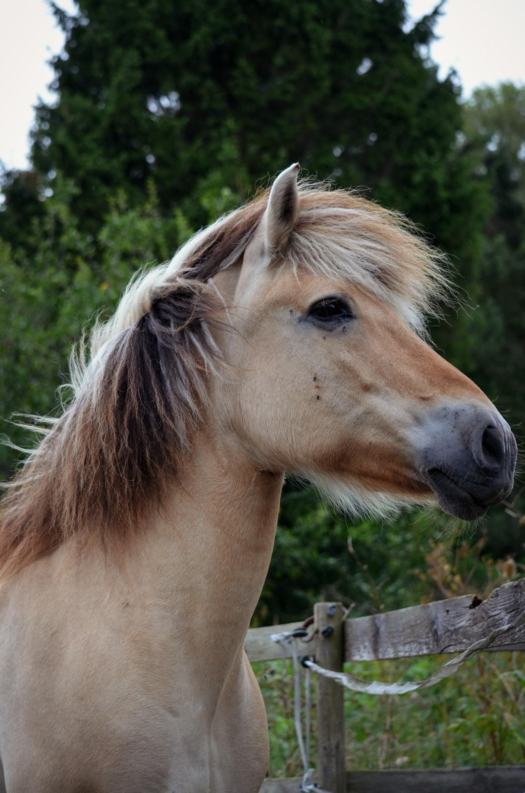 Fjordhest Laika *Soulmate* - Lækre :o Taget af: Mig.  billede 11