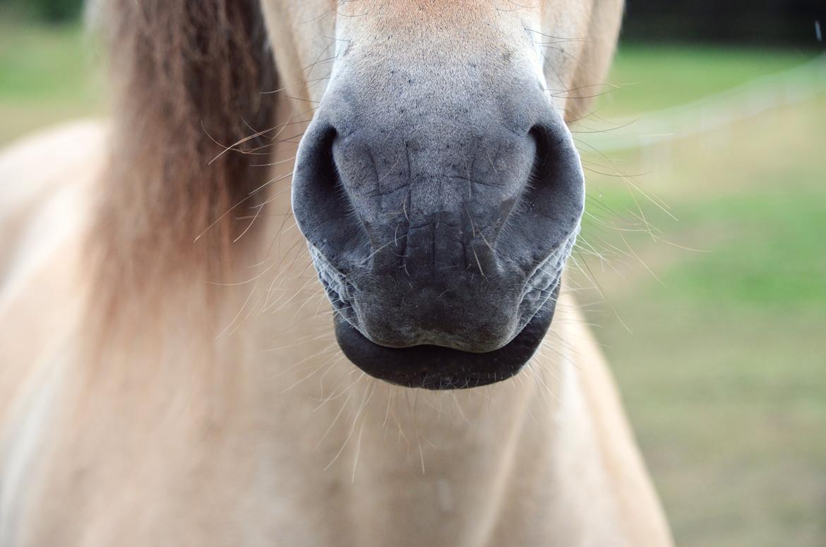 Fjordhest Laika *Soulmate* - Taget af: Mig.  billede 16