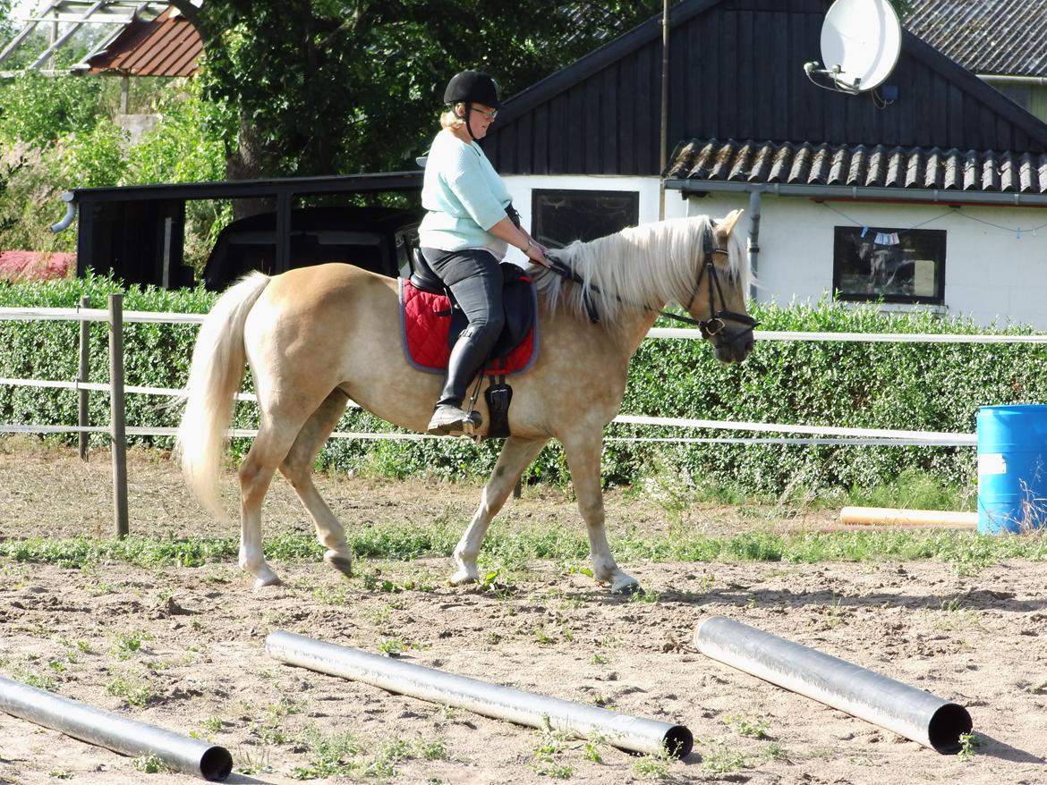 Tyroler Haflinger Rowina - Første gang jeg hade Rowina ude d. 11/8-14 billede 12