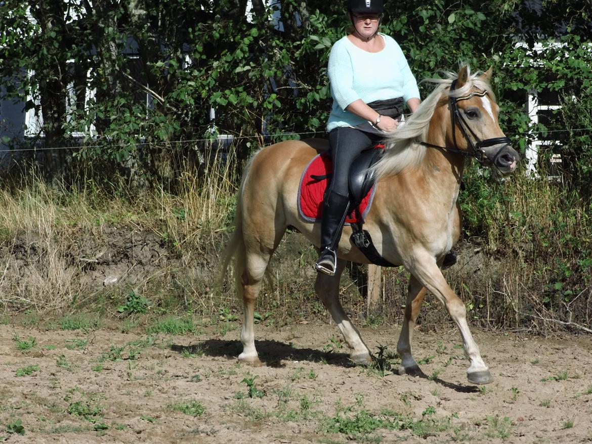Tyroler Haflinger Rowina - Første gang jeg hade Rowina ude d. 11/8-14 billede 16