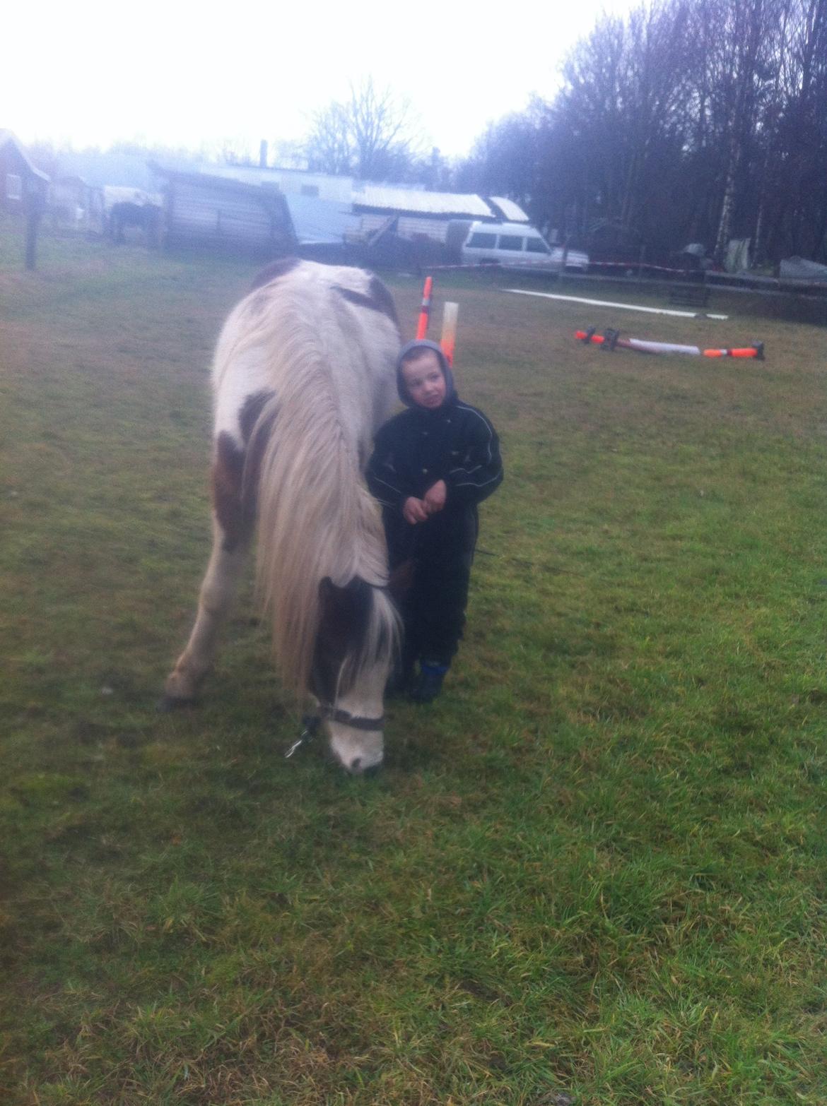 Pinto Baldur"SOLGT` billede 25