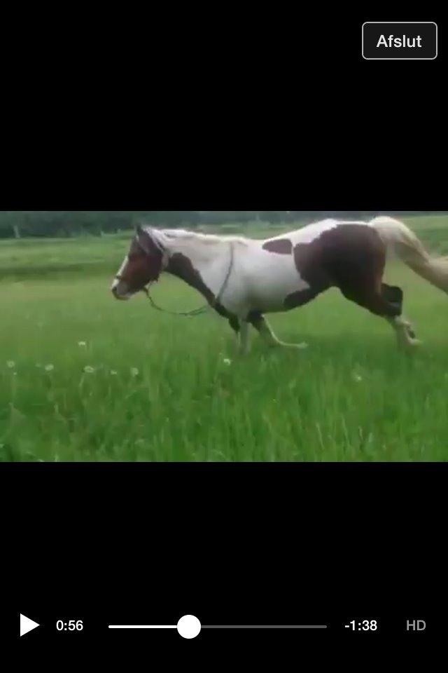 Pinto Baldur"SOLGT` billede 26