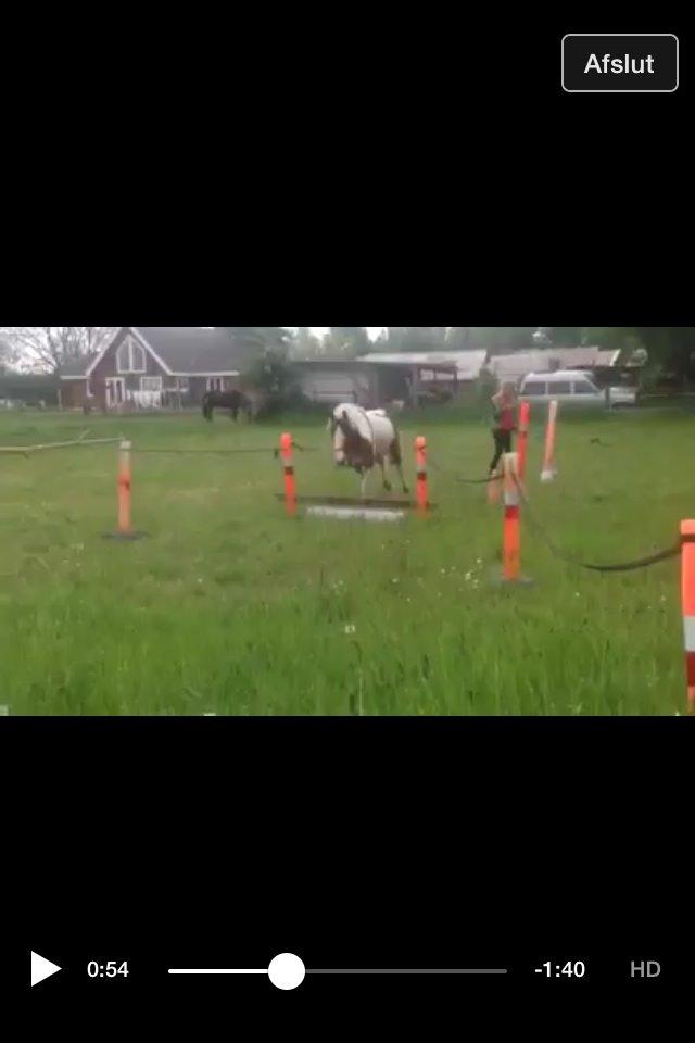 Pinto Baldur"SOLGT` billede 28