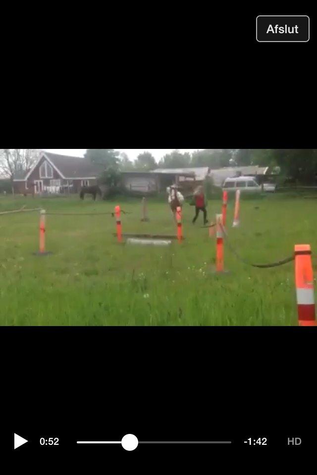 Pinto Baldur"SOLGT` billede 27