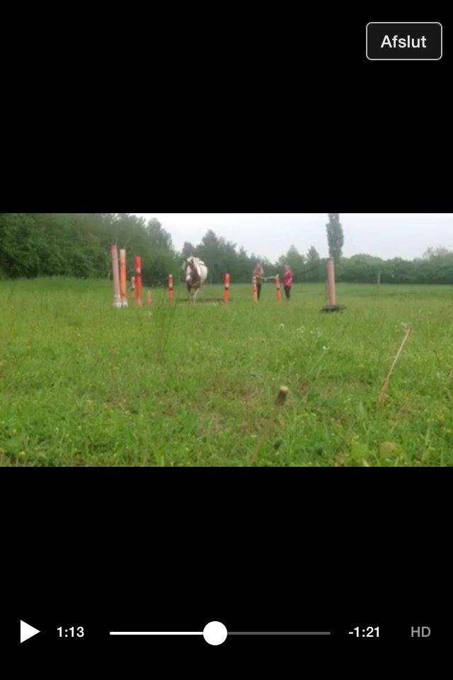 Pinto Baldur"SOLGT` billede 29