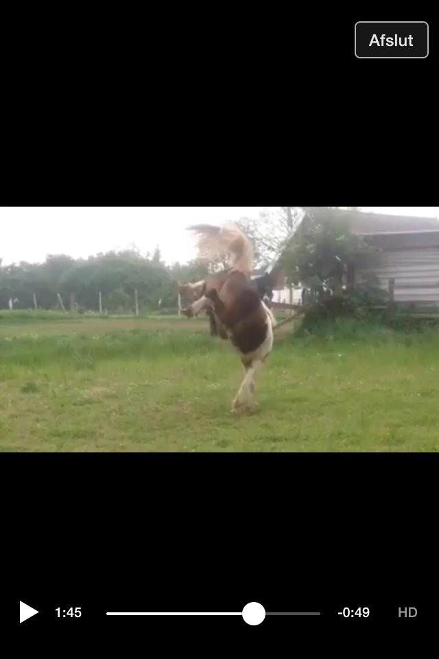 Pinto Baldur"SOLGT` billede 31