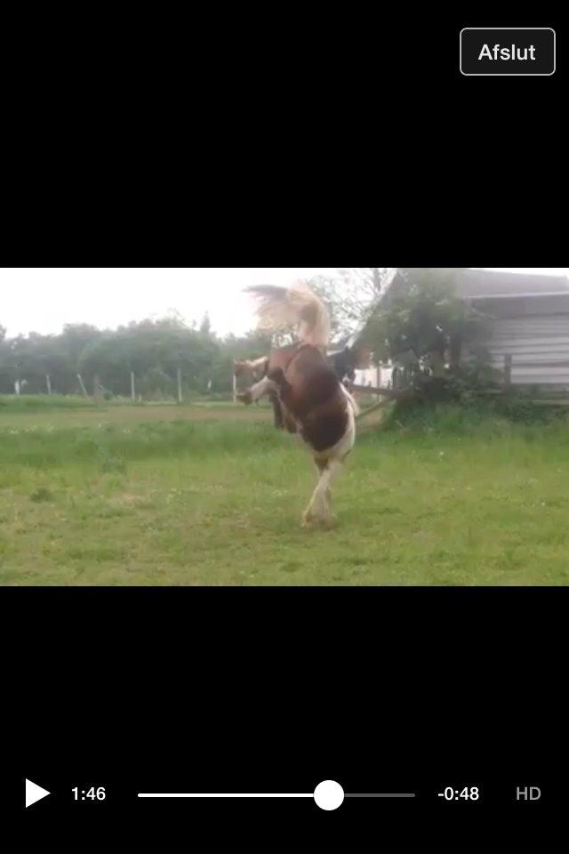 Pinto Baldur"SOLGT` billede 33