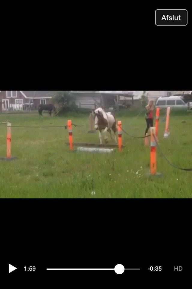 Pinto Baldur"SOLGT` billede 34