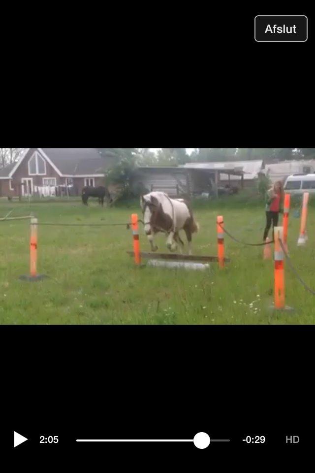 Pinto Baldur"SOLGT` billede 35