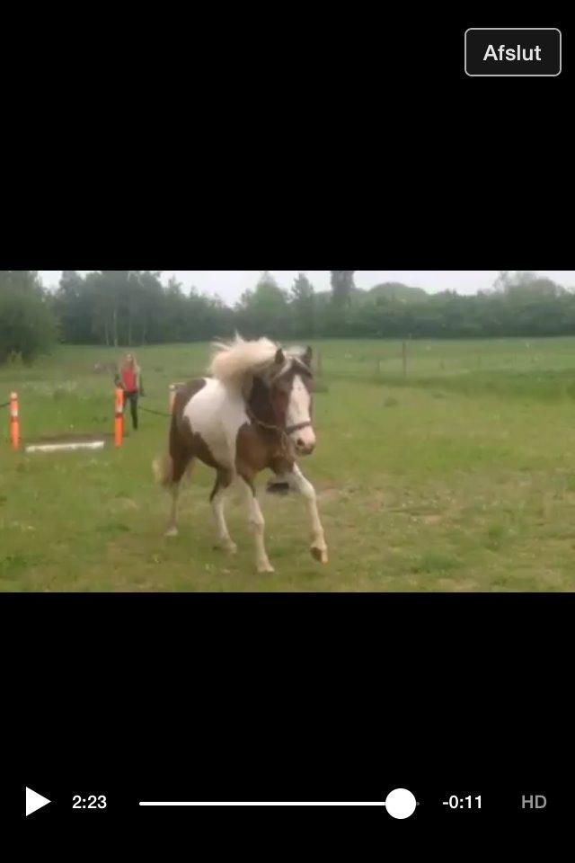 Pinto Baldur"SOLGT` billede 36