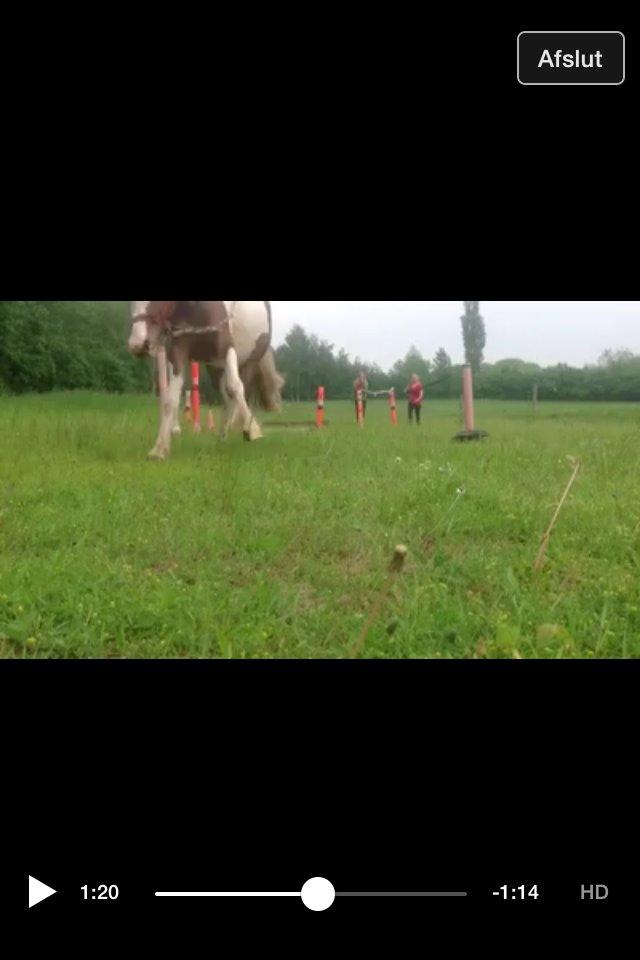 Pinto Baldur"SOLGT` billede 32