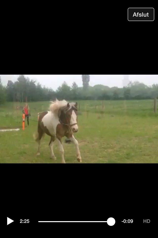 Pinto Baldur"SOLGT` billede 37