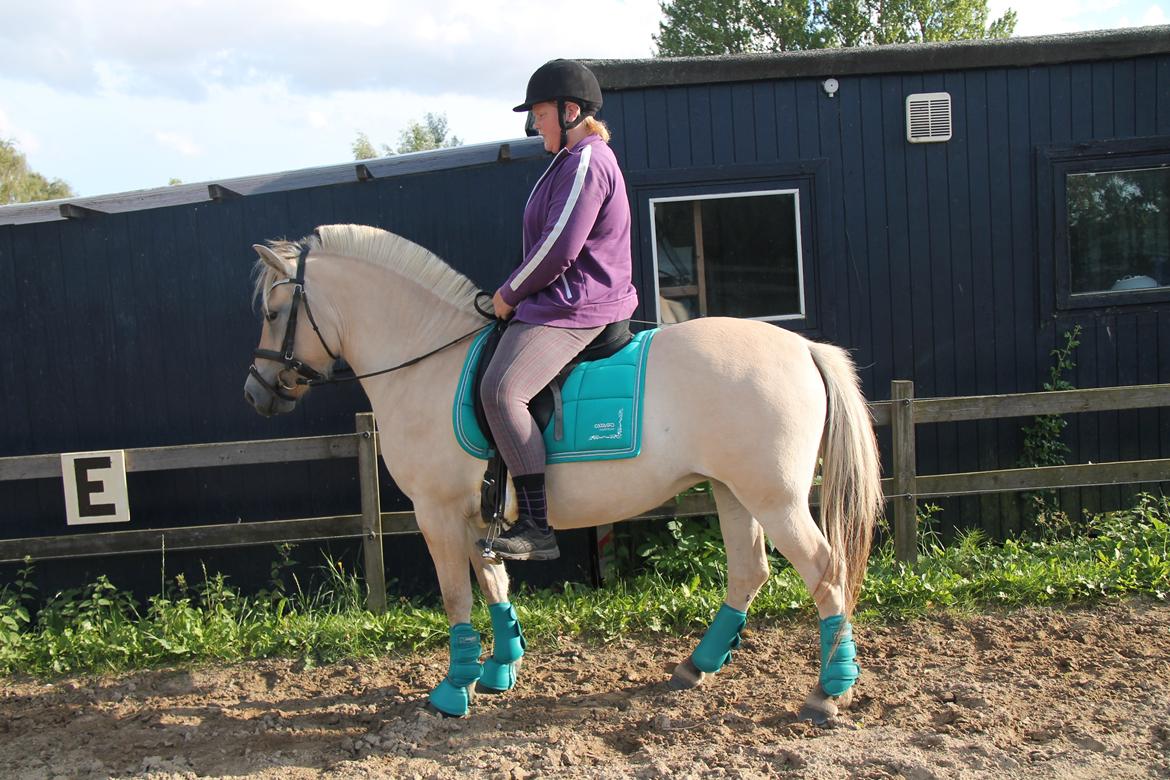 Fjordhest Rolighedens Lupin billede 6