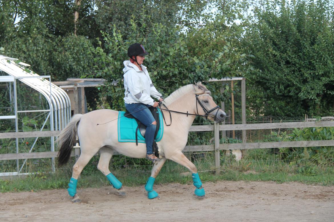 Fjordhest Rolighedens Lupin billede 10