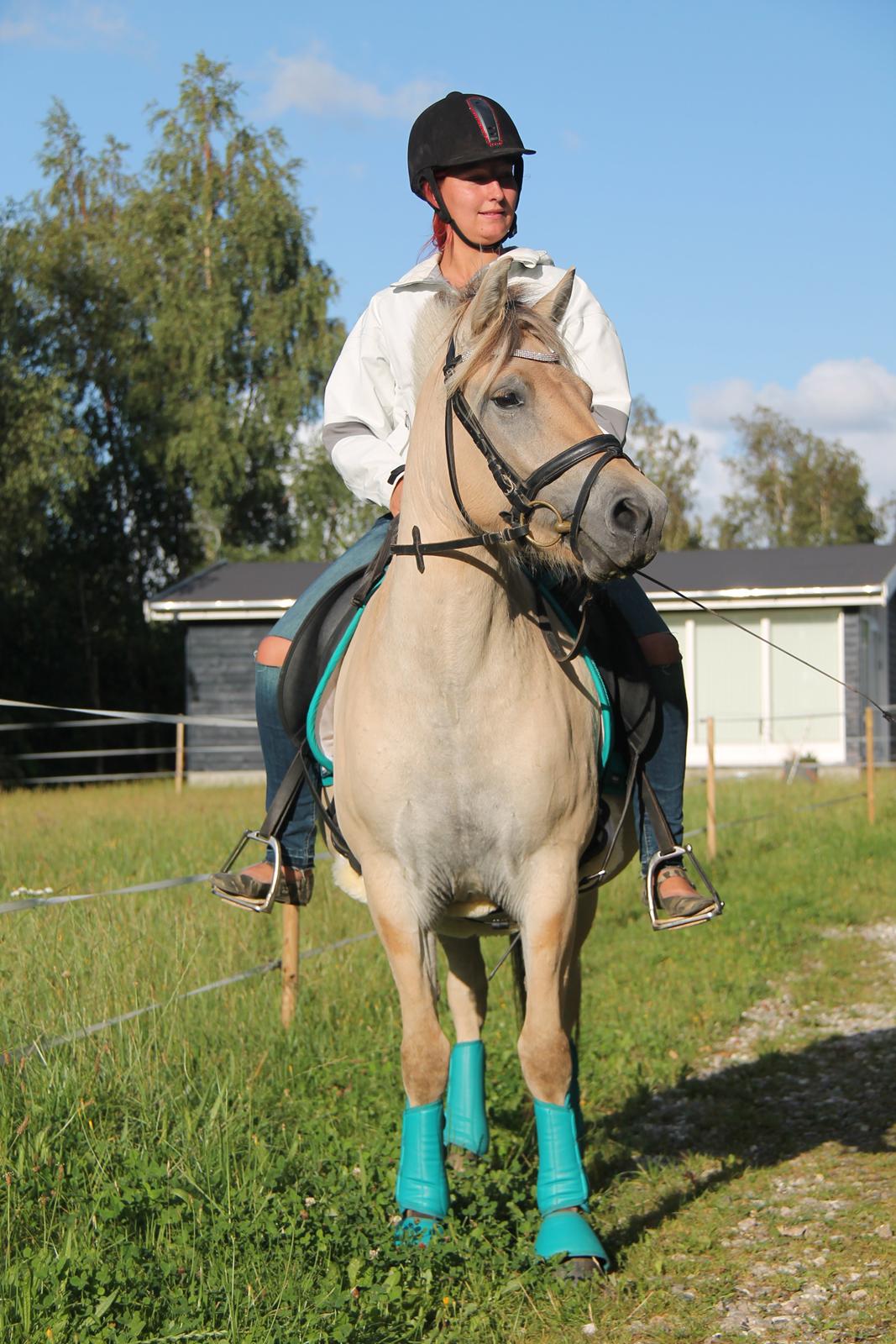 Fjordhest Rolighedens Lupin billede 13