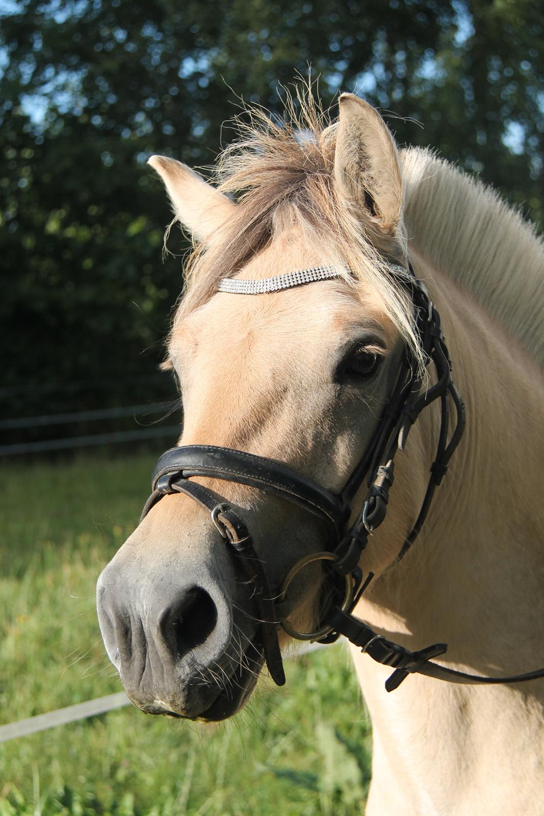Fjordhest Rolighedens Lupin billede 14
