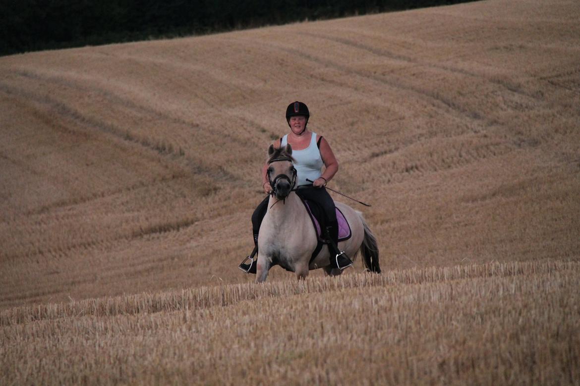 Fjordhest Rolighedens Lupin billede 28