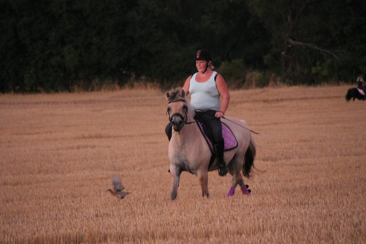 Fjordhest Rolighedens Lupin billede 32