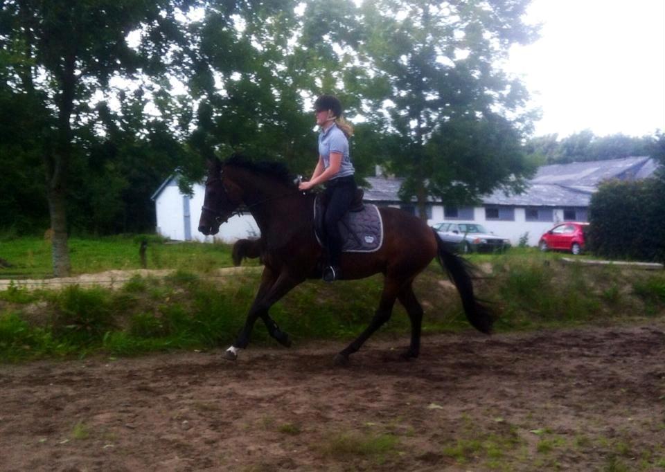 Dansk Varmblod Rangstrupgårdes Dipsy - 2. gang i galop med rytter. august 14 billede 10