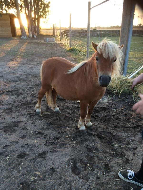 Shetlænder Tarzan billede 8
