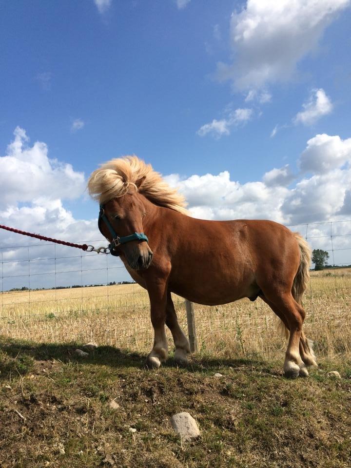 Shetlænder Tarzan billede 10