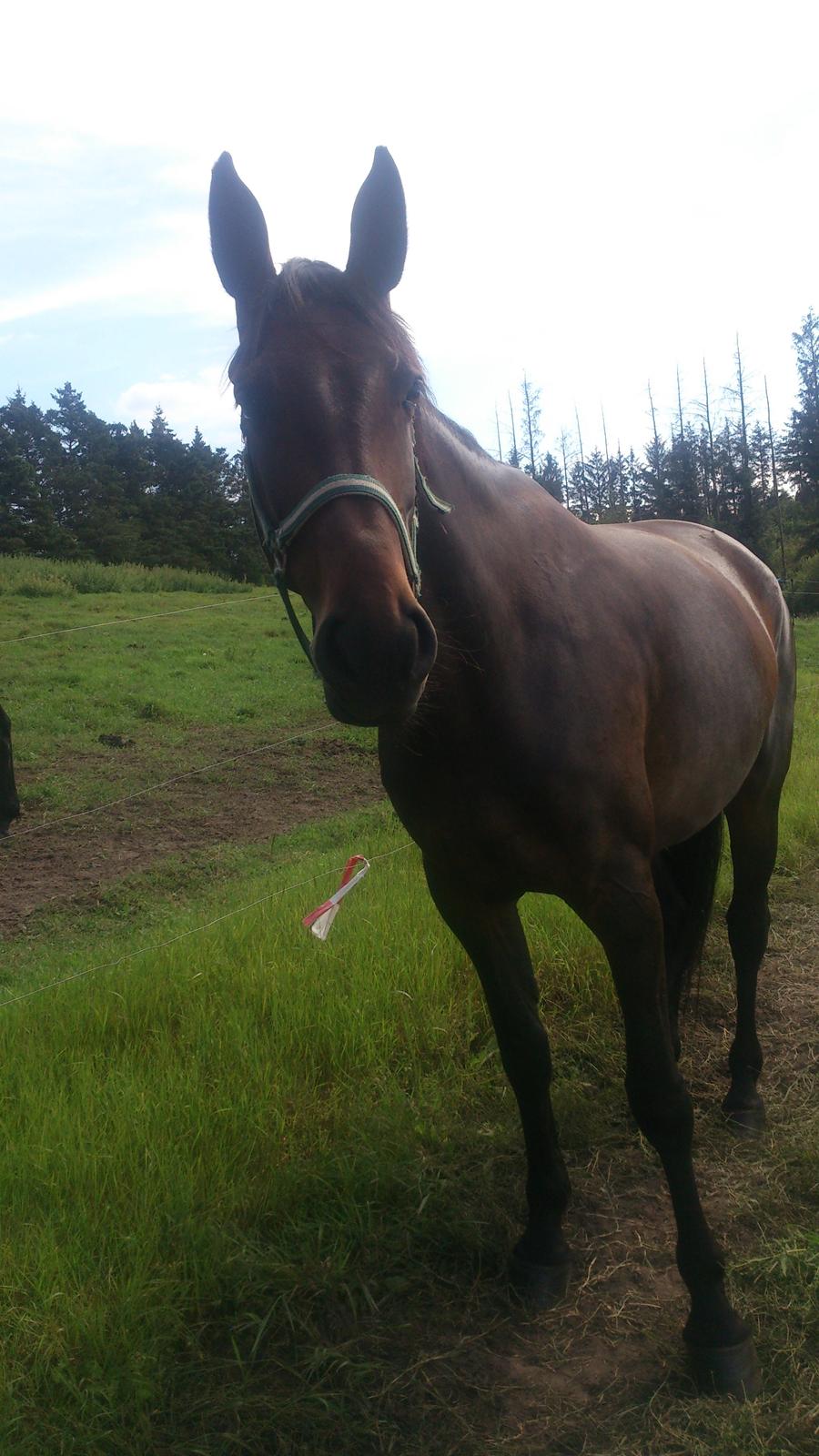 Pinto Randrupmølles Billie May billede 1