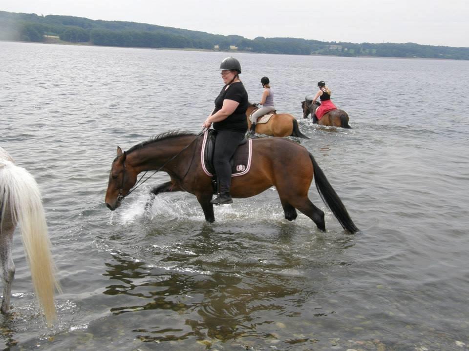 Oldenborg VESTERBÆKS EMILY - Mariagerfjord lejr 2014 d.5/7 billede 17