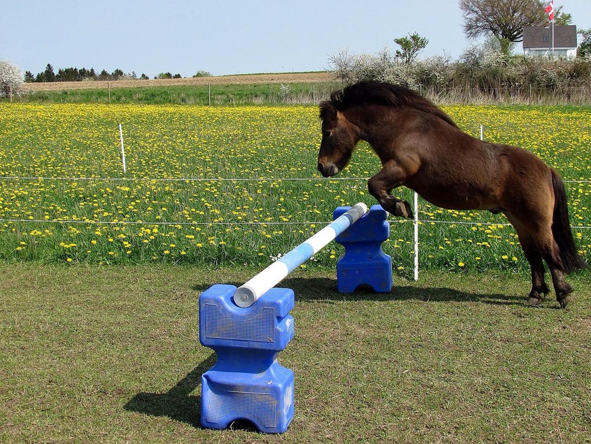 Shetlænder Lillemand billede 18