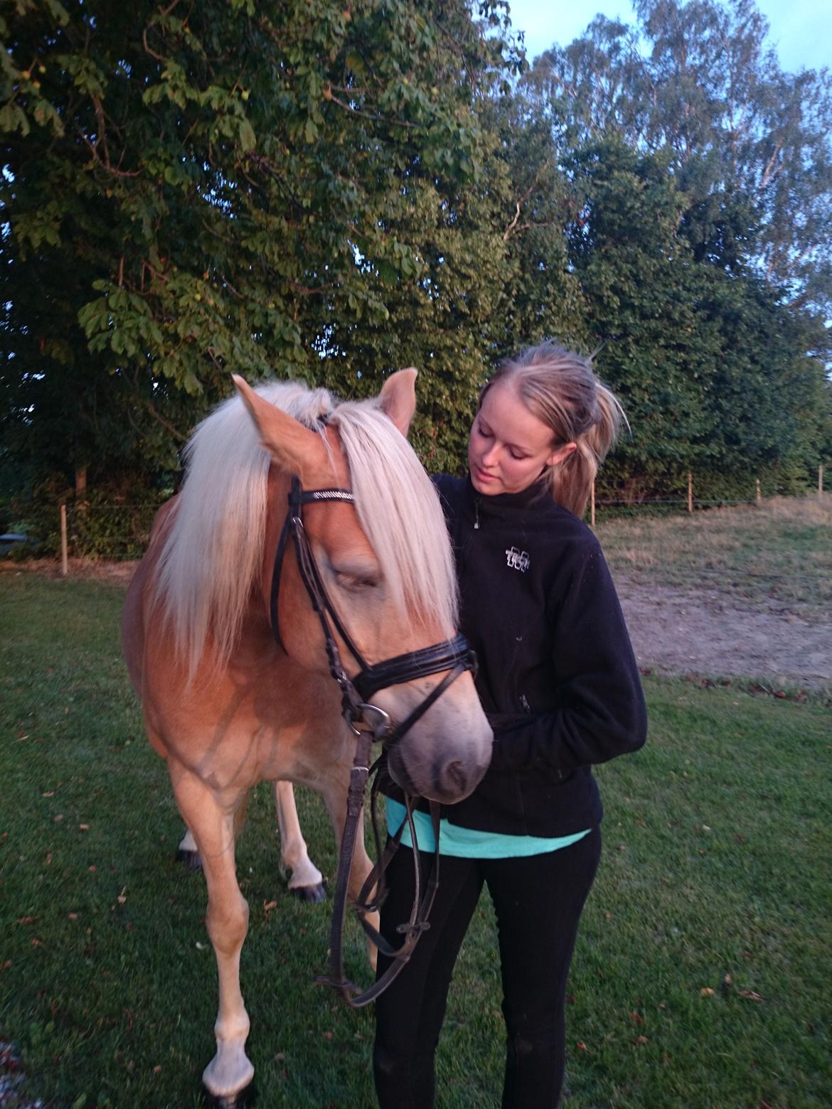 Tyroler Haflinger Ice Røgtergaard billede 3