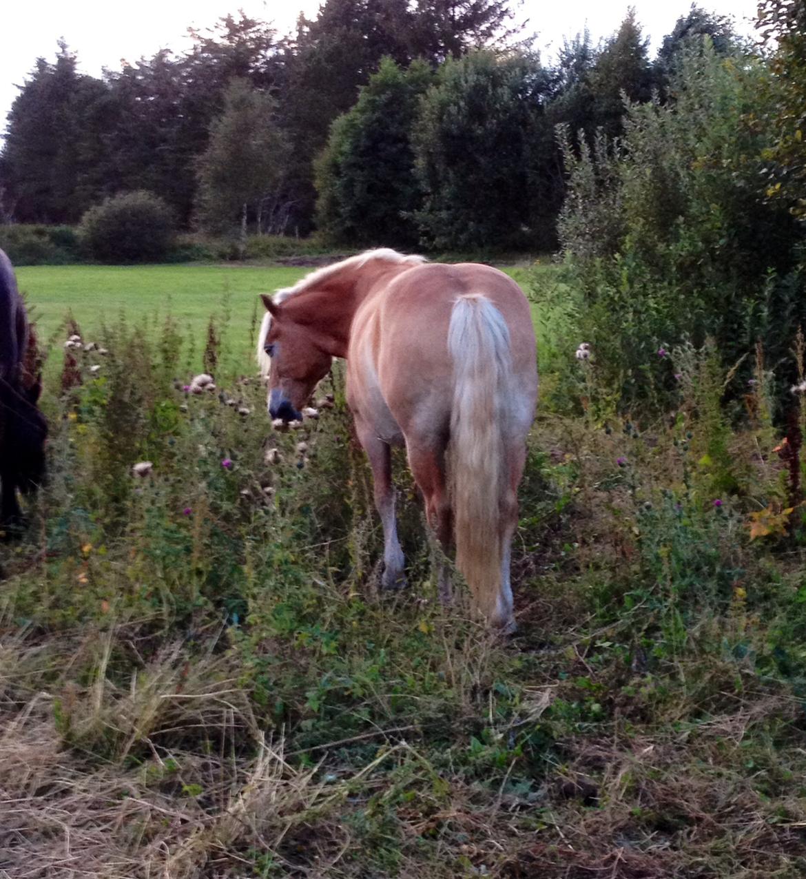 Haflinger Arthos Nordan billede 20