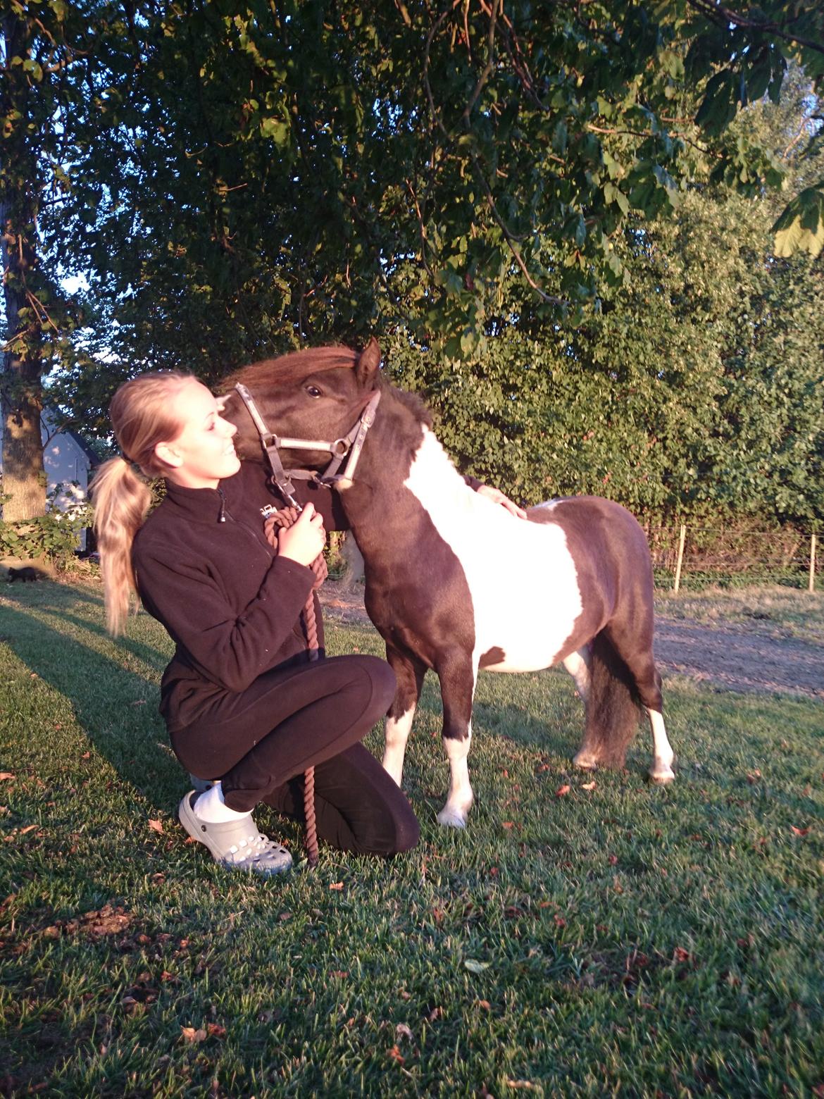 Shetlænder Lysell's Arthur - Jeg elsker dig bisse ♡ billede 8