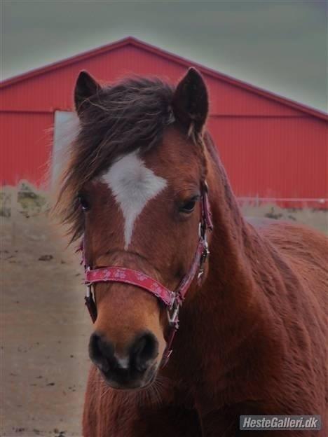 Welsh Pony af Cob-type (sec C) Miss Anton - anton for mange år siden billede 15