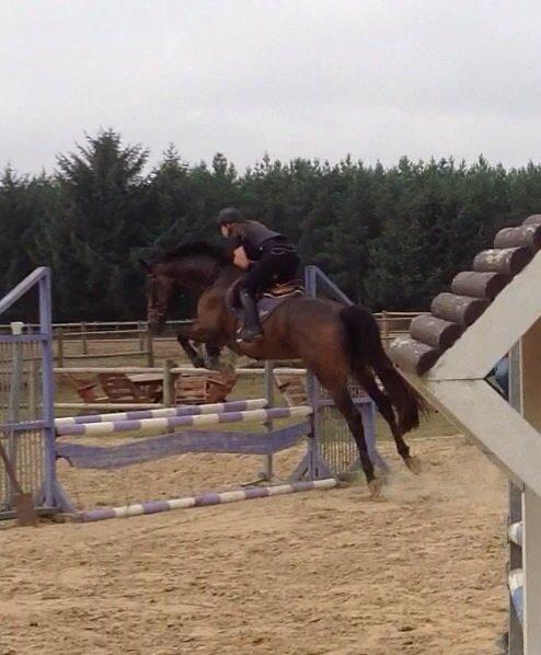 Svensk Varmblod WELTIZZE - Da jeg prøvede hende.  billede 17