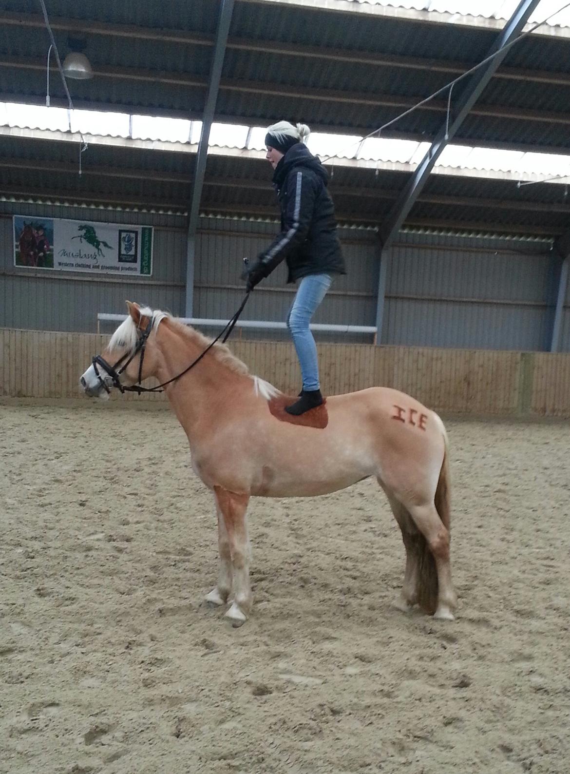 Tyroler Haflinger Ice Røgtergaard billede 9