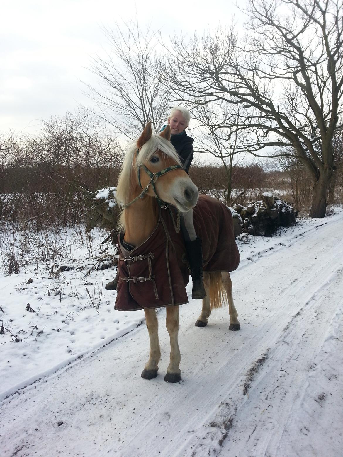 Tyroler Haflinger Ice Røgtergaard billede 10