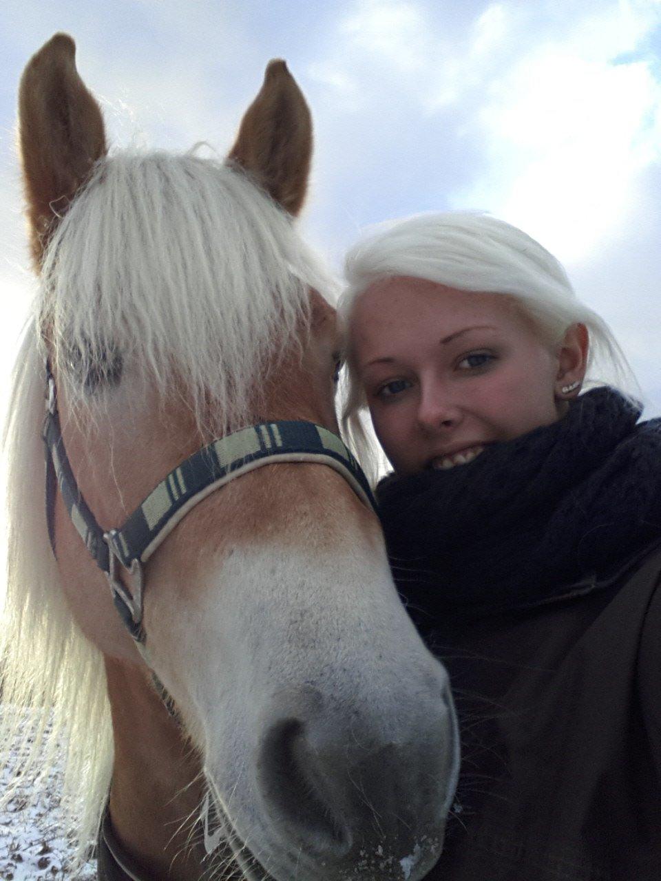 Tyroler Haflinger Ice Røgtergaard billede 11