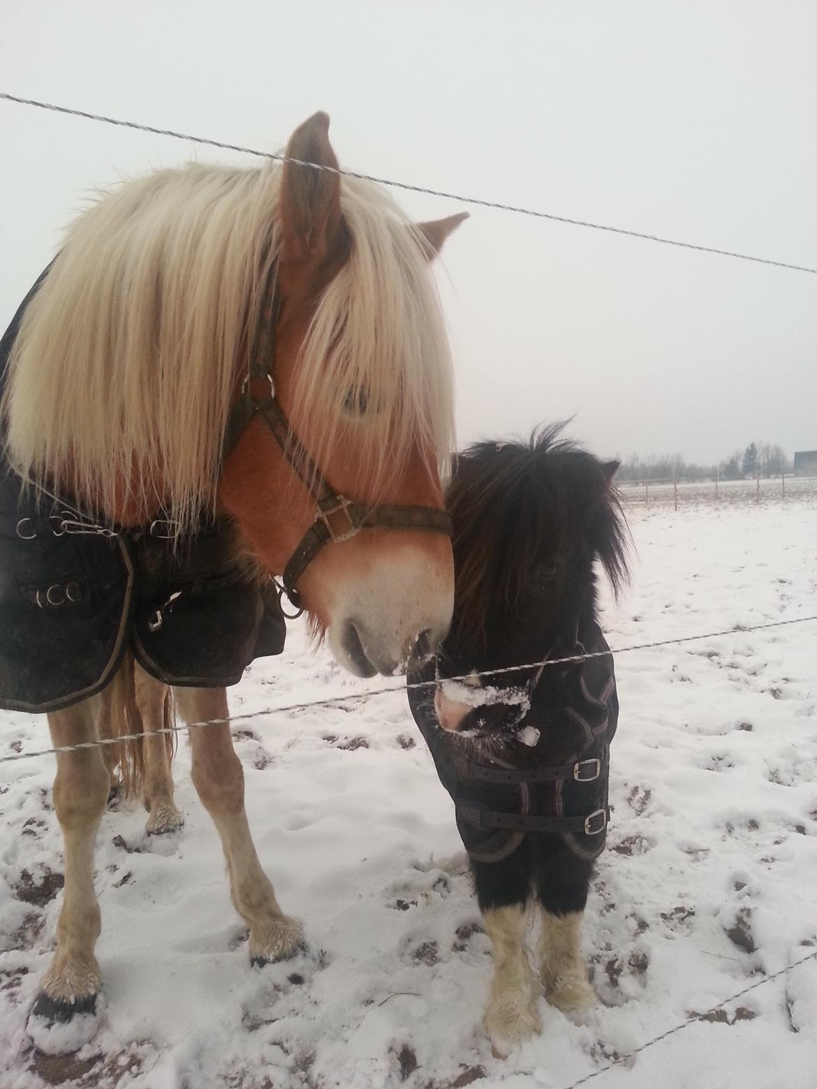 Tyroler Haflinger Ice Røgtergaard billede 13