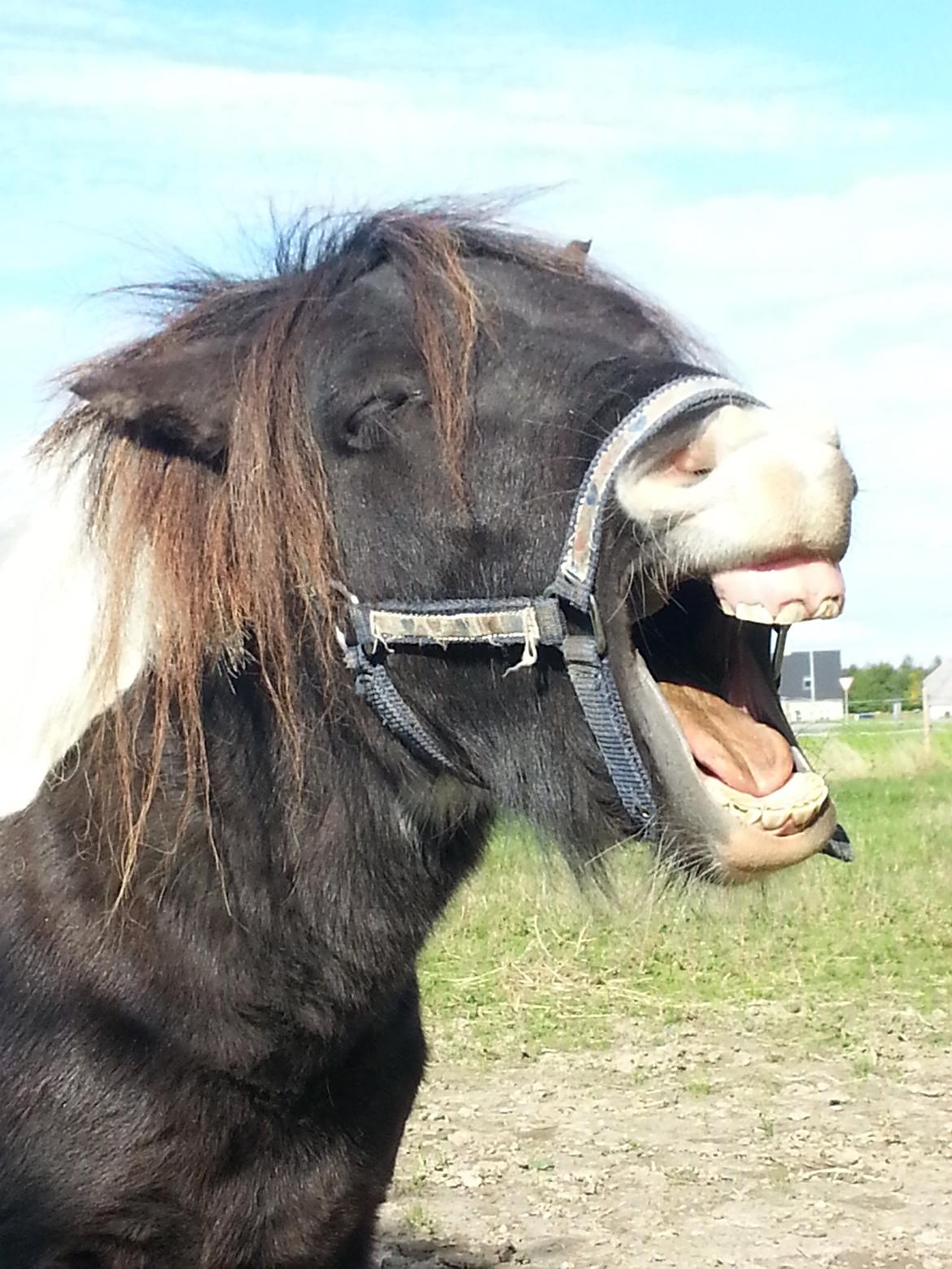 Shetlænder Lysell's Arthur - gaaaab :D billede 12