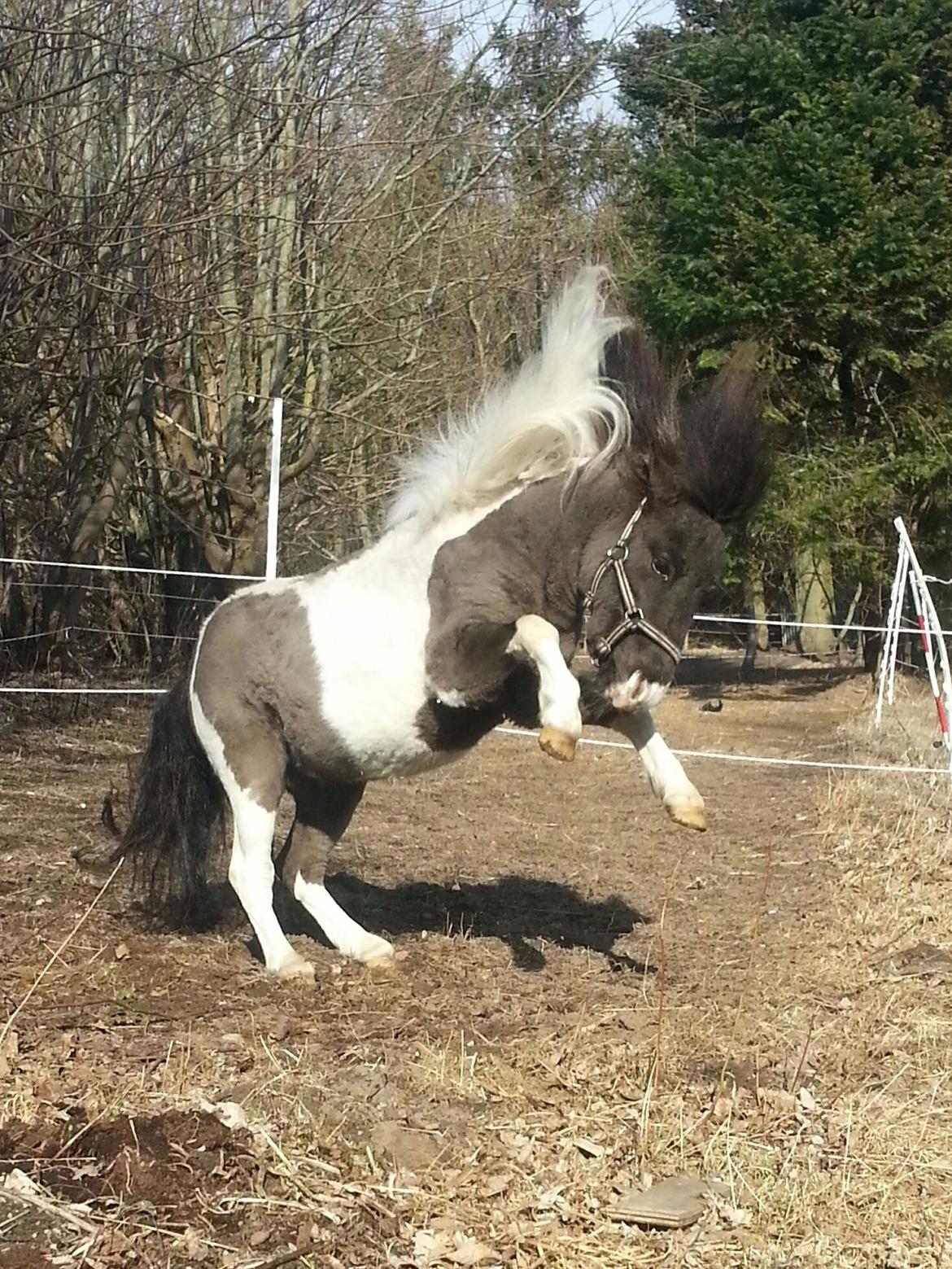 Shetlænder Lysell's Arthur - go Wild  billede 14