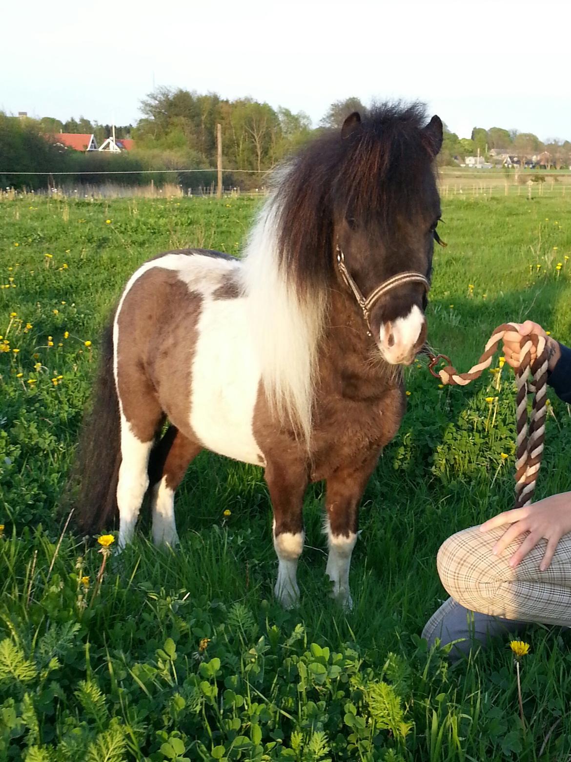 Shetlænder Lysell's Arthur - min flotte bisse ! :) billede 16