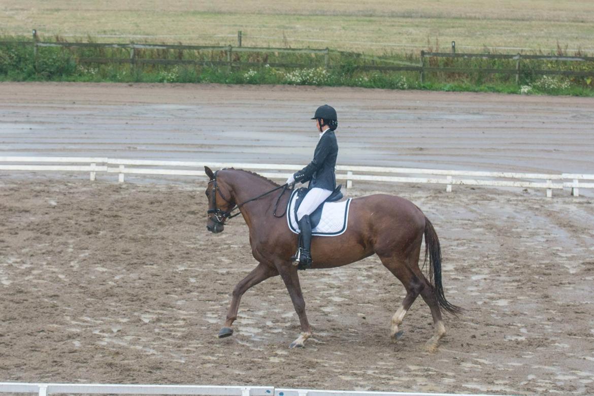 Dansk Varmblod Ça va? - LA2 ROM aug. 14' billede 37