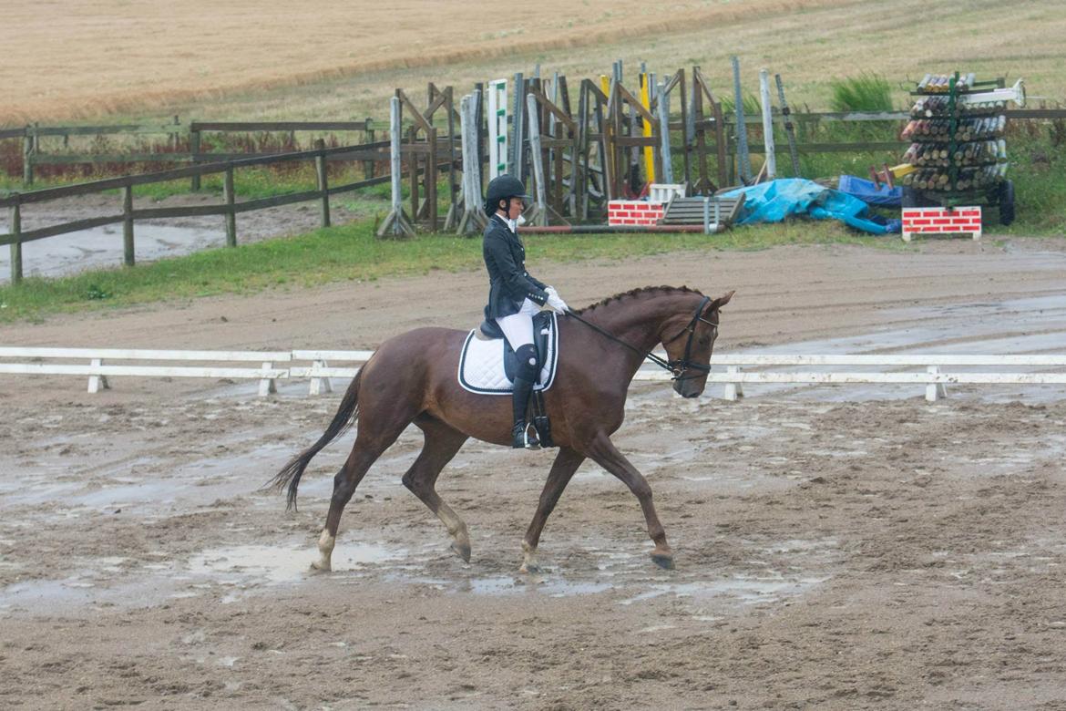 Dansk Varmblod Ça va? - Smukke Røde i regnen :) billede 39