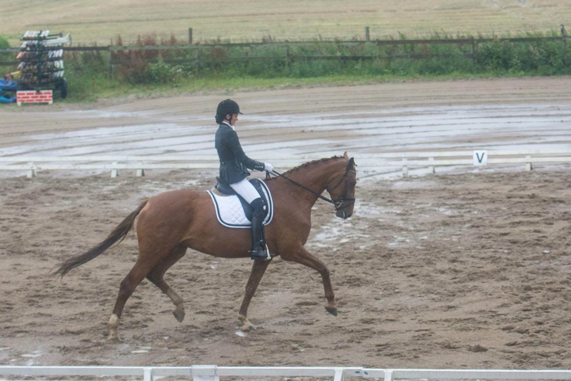 Dansk Varmblod Ça va? - LA1 ROM aug. 14' billede 40