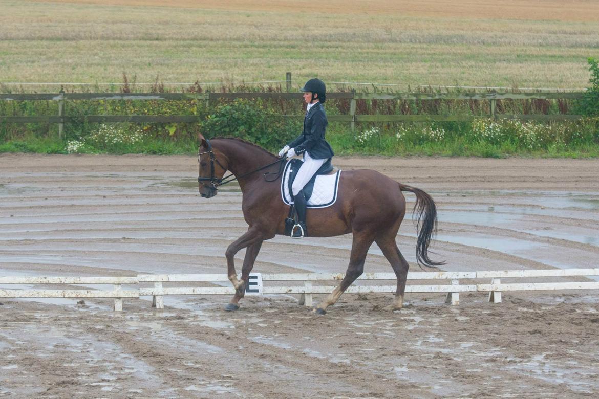 Dansk Varmblod Ça va? - LA1 ROM 14' billede 41