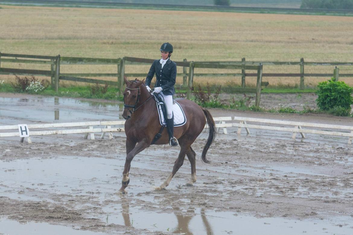 Dansk Varmblod Ça va? - En MEGET våd dag til stævne :-/ billede 42
