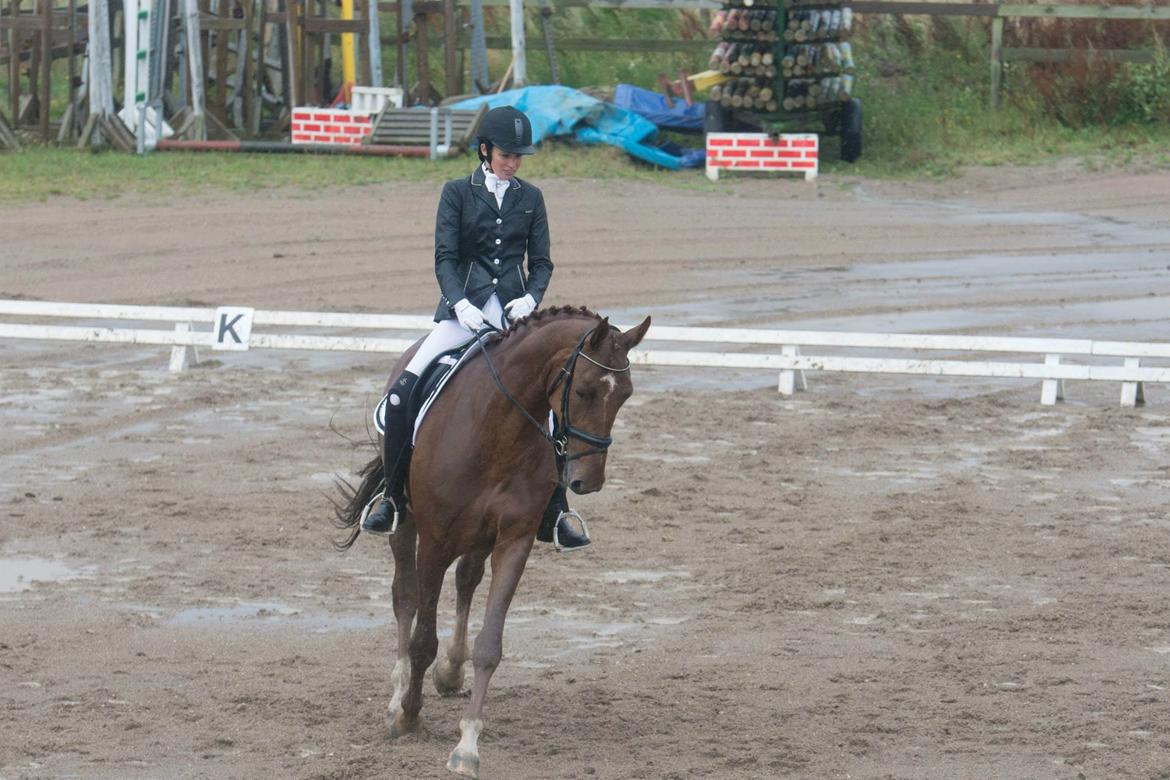 Dansk Varmblod Ça va? - Meget koncentreret i regnen :) billede 38