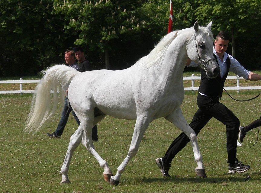 Arabisk fuldblod (OX) Ka Kharaccas billede 14