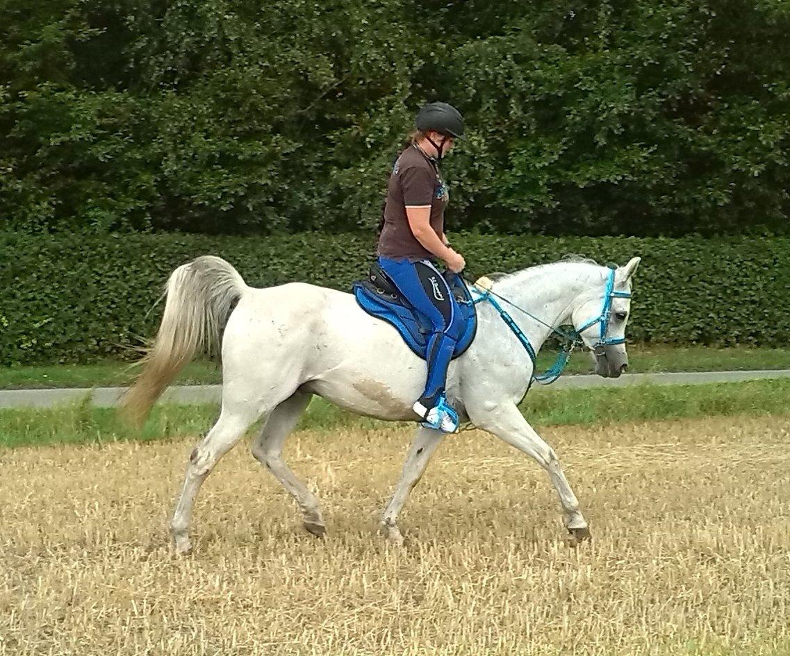 Arabisk fuldblod (OX) EL JAZAIR billede 1